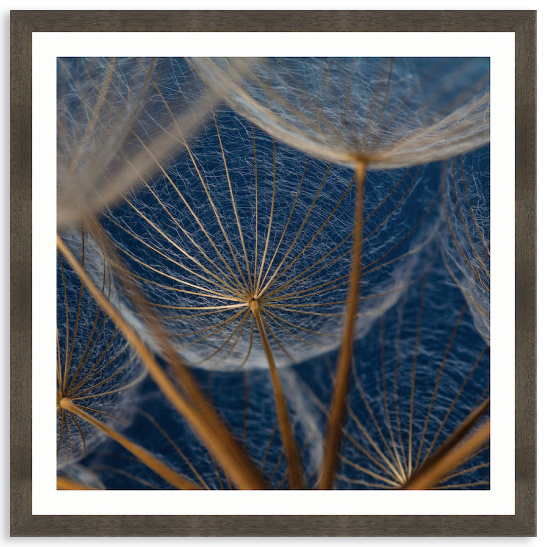 MACRO BOTANICAL II - Framed Print
