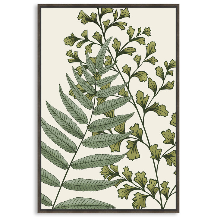 FERN STUDY II - Framed Canvas