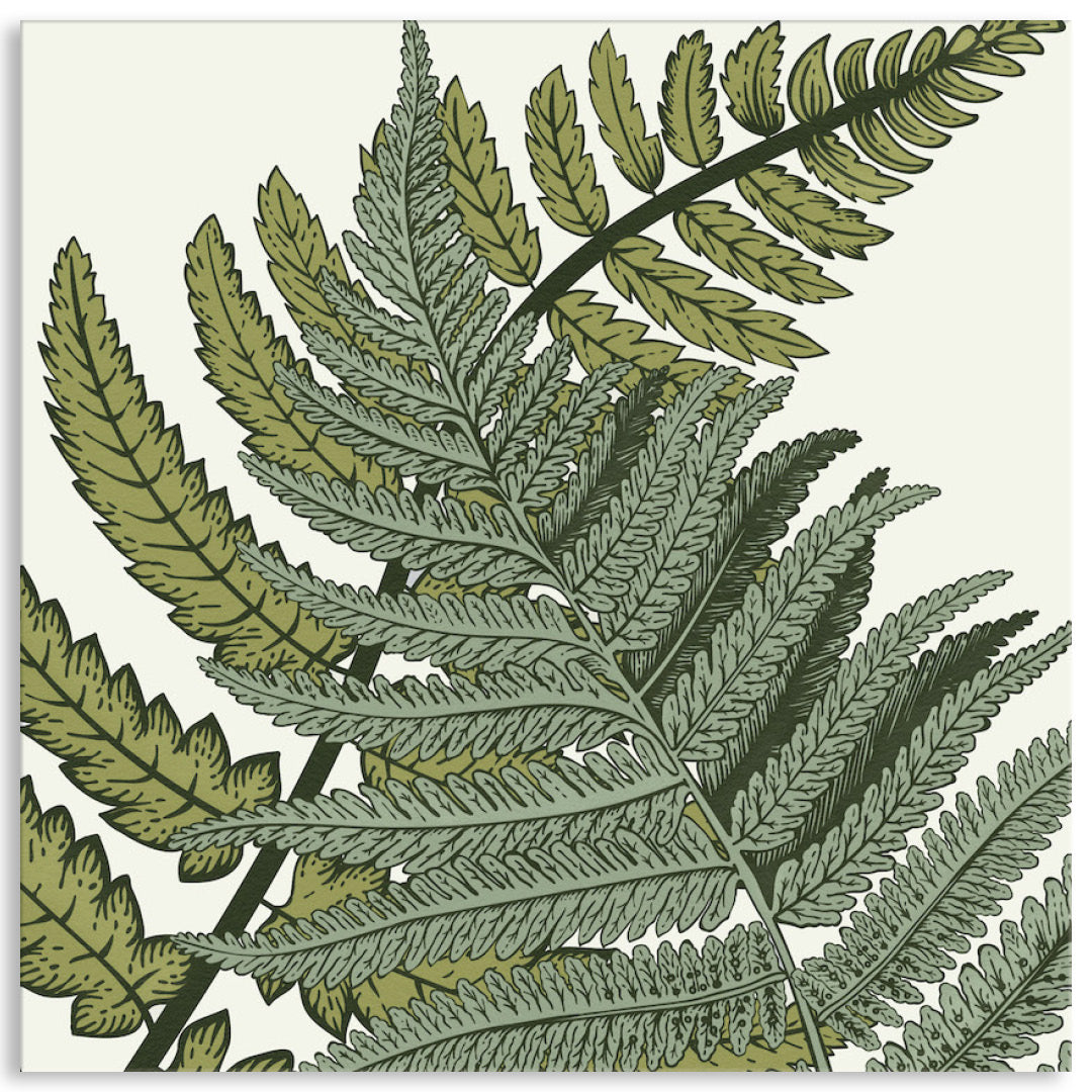 FERN STUDY III - Canvas Print