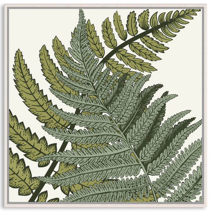FERN STUDY III - Framed Canvas