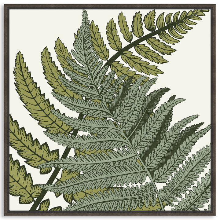 FERN STUDY III - Framed Canvas