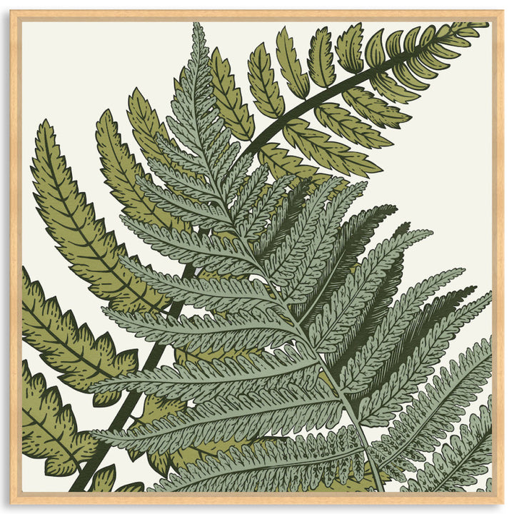 FERN STUDY III - Framed Canvas