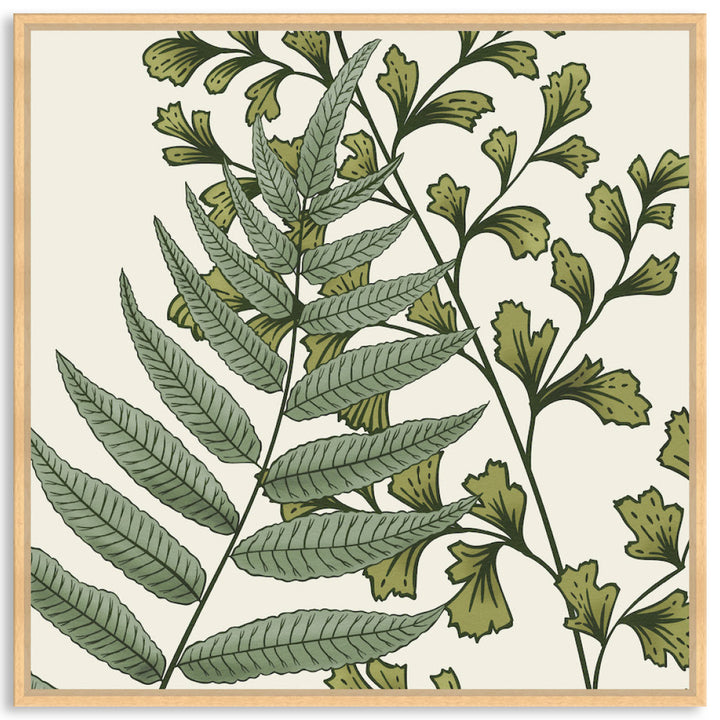FERN STUDY IV - Framed Canvas