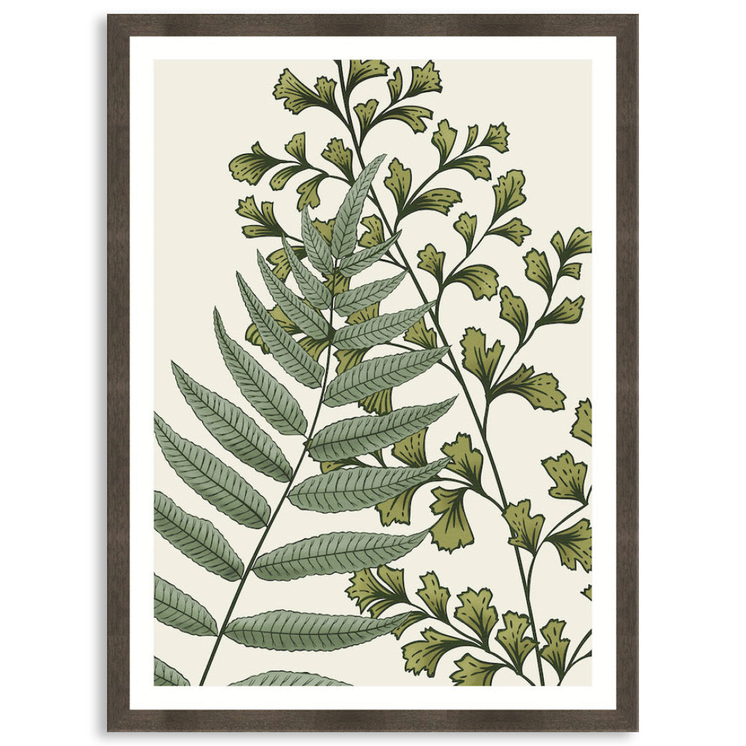 FERN STUDY II - Framed Print