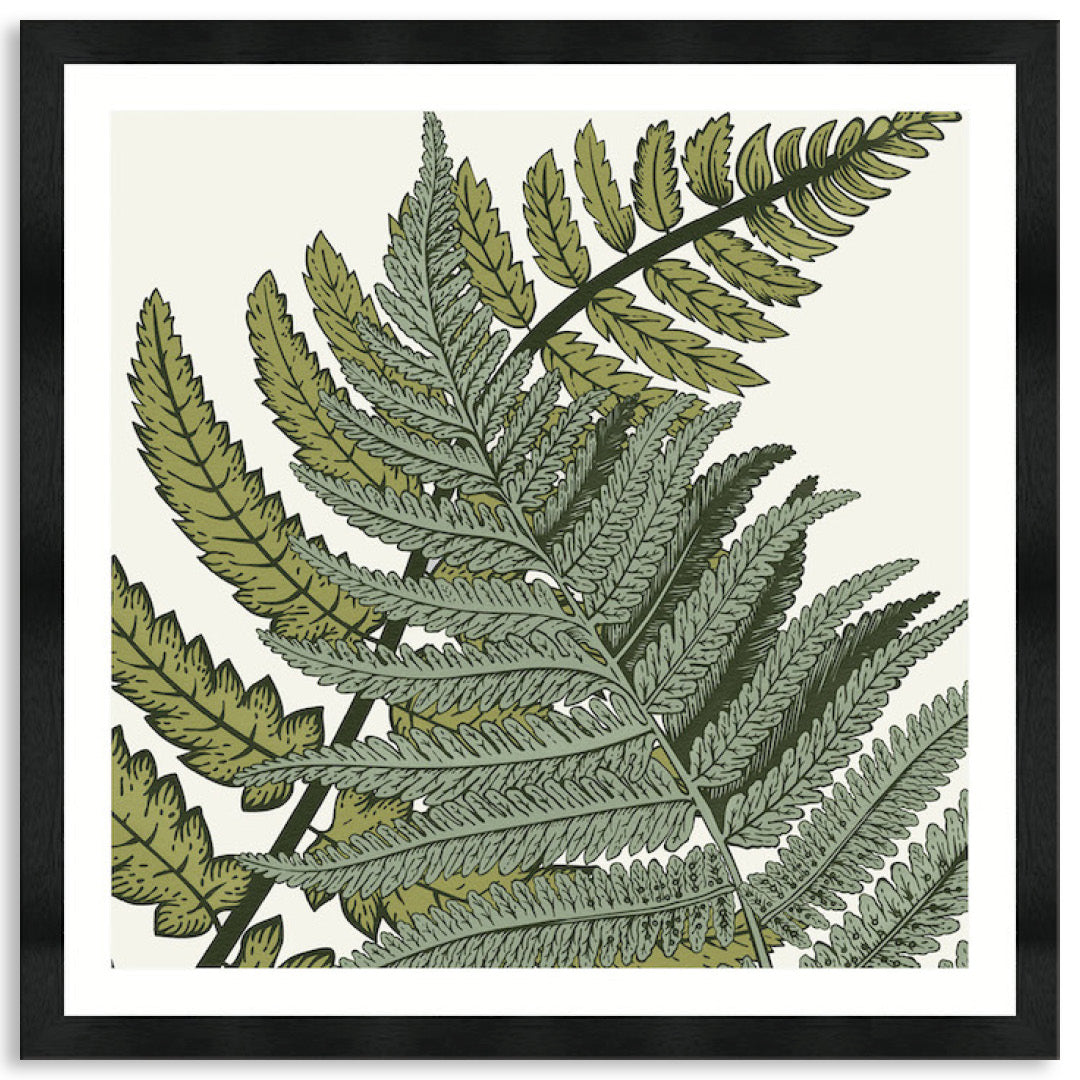 FERN STUDY III - Framed Print