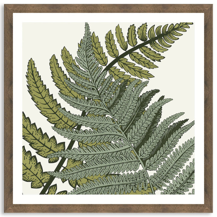 FERN STUDY III - Framed Print