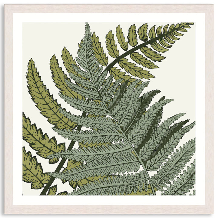 FERN STUDY III - Framed Print