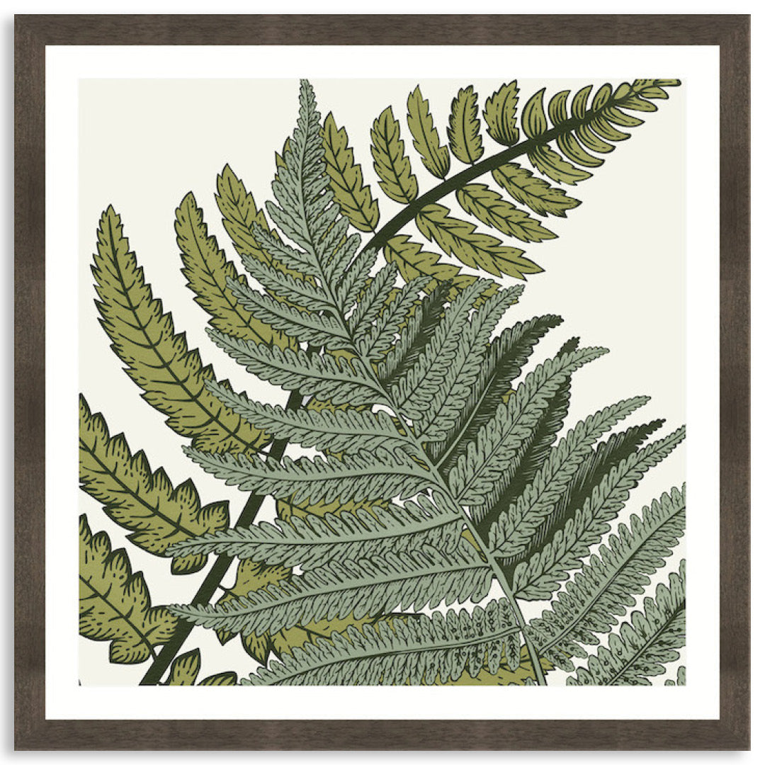 FERN STUDY III - Framed Print