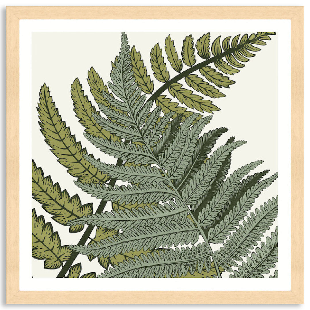 FERN STUDY III - Framed Print