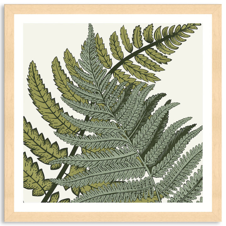 FERN STUDY III - Framed Print