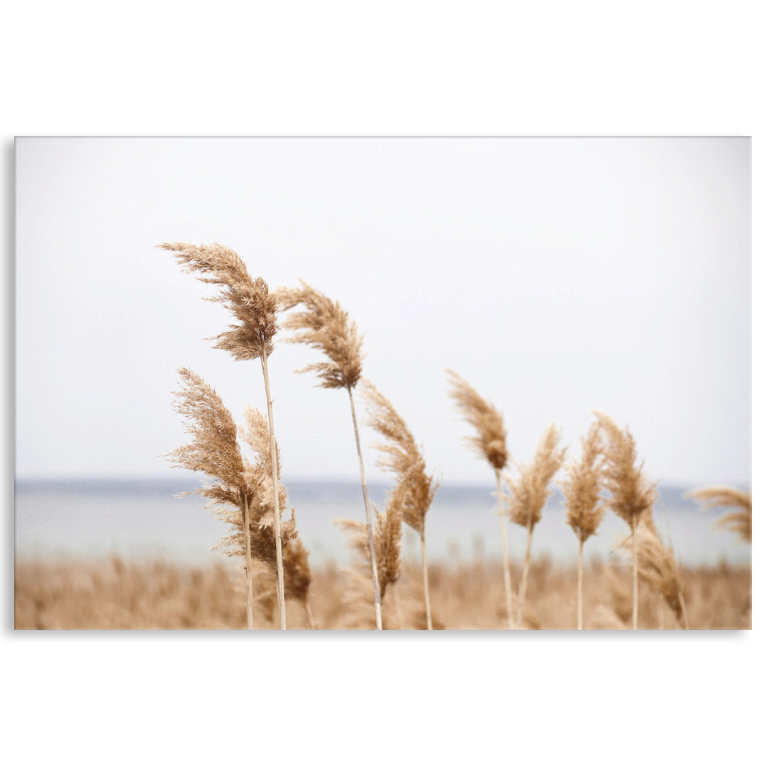 LAKE REEDS I - Canvas Print