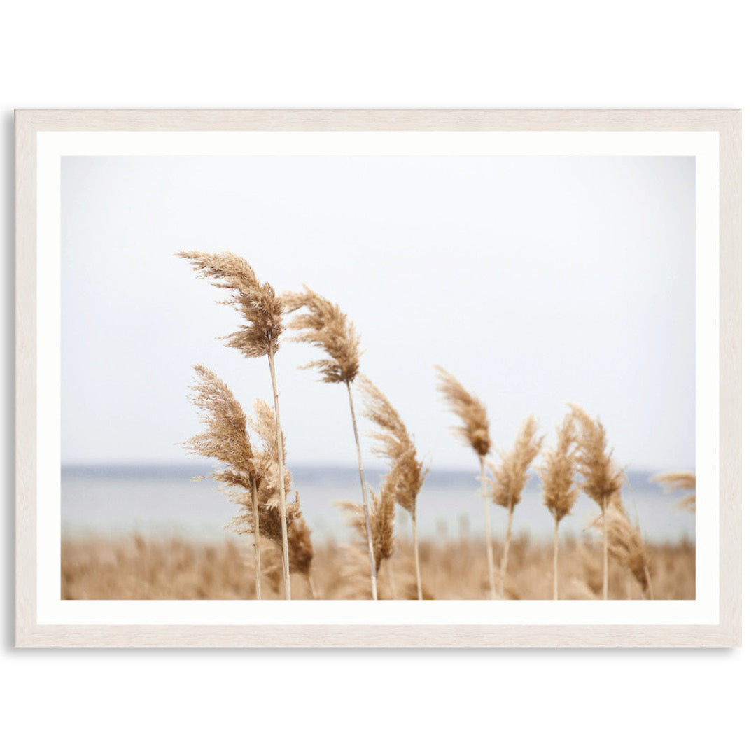 LAKE REEDS I - Framed Print