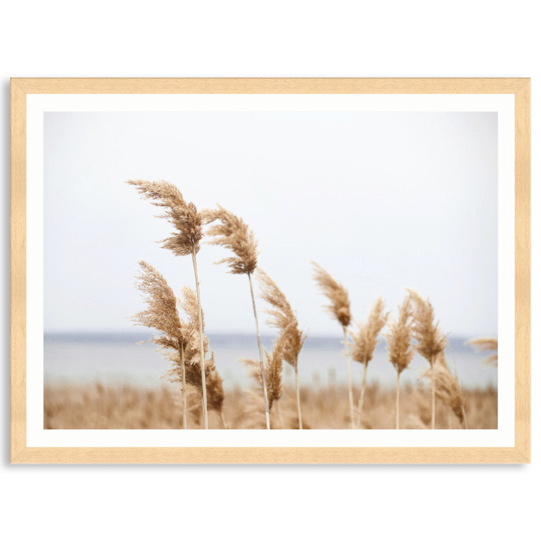 LAKE REEDS I - Framed Print