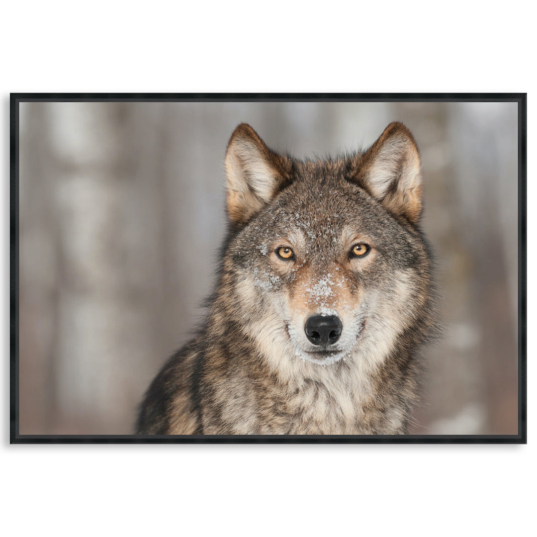 WHISPER I - Framed Canvas