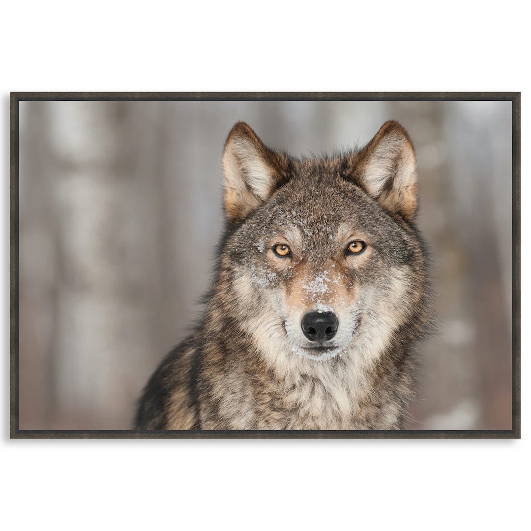 WHISPER I - Framed Canvas