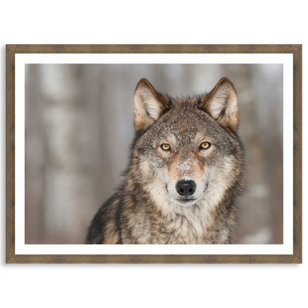 WHISPER I - Framed Print