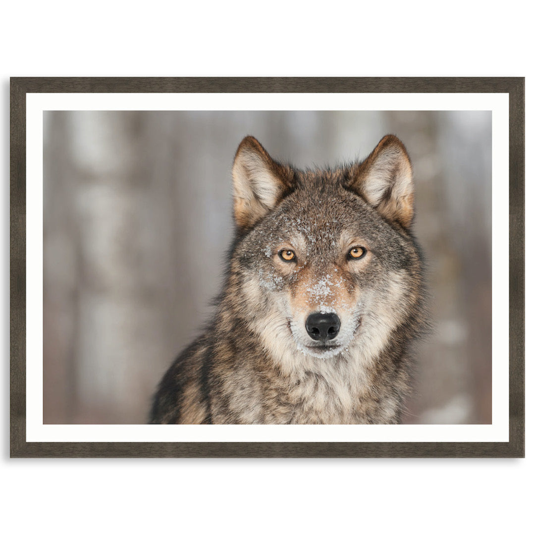 WHISPER I - Framed Print