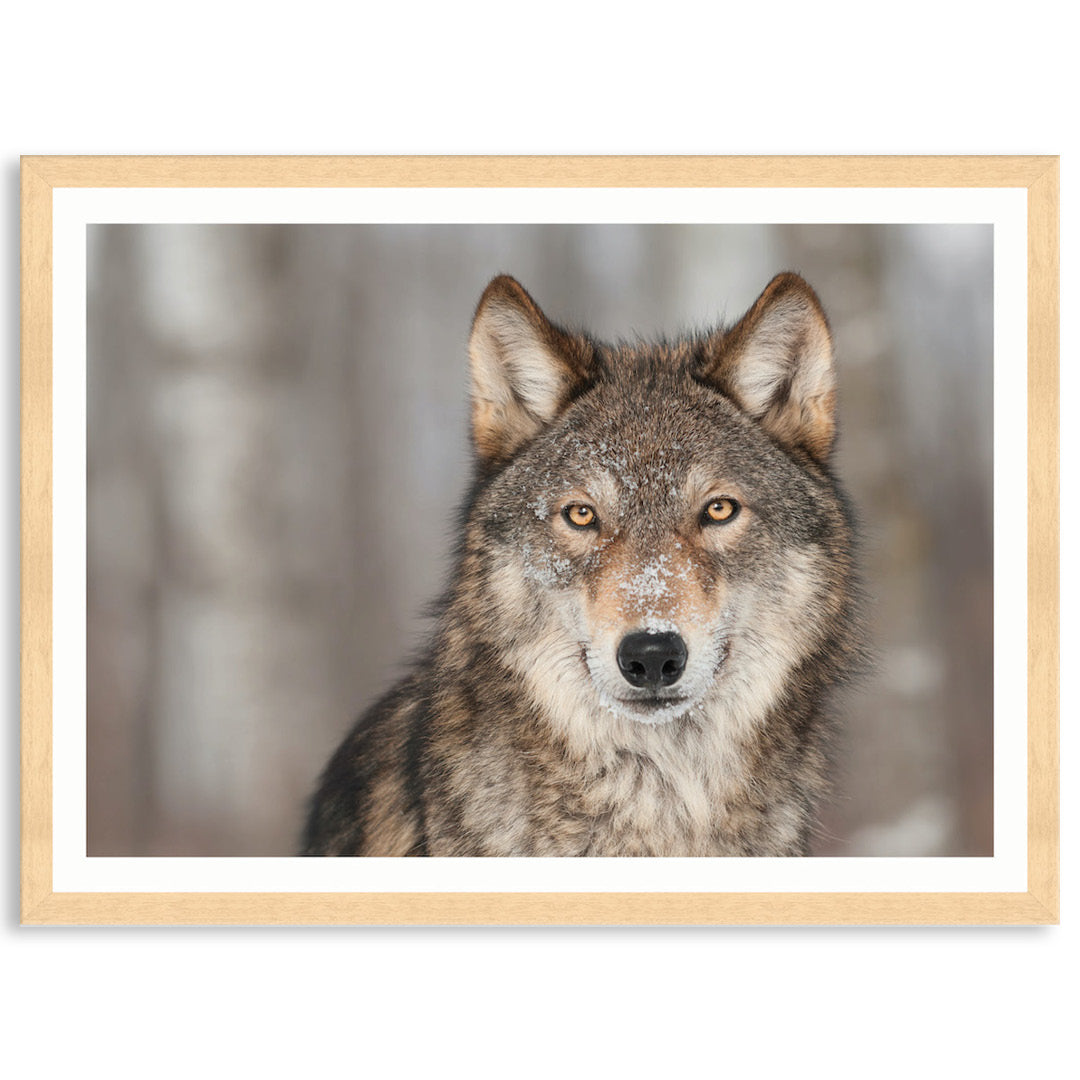 WHISPER I - Framed Print