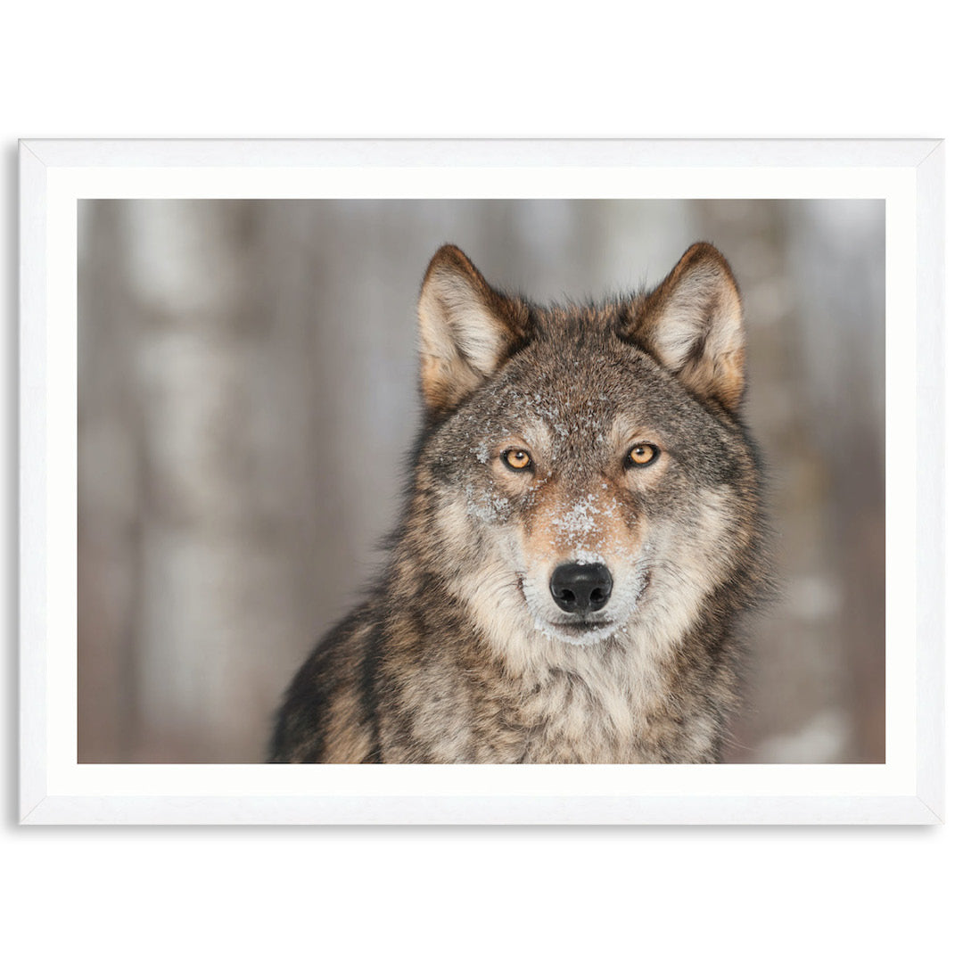 WHISPER I - Framed Print