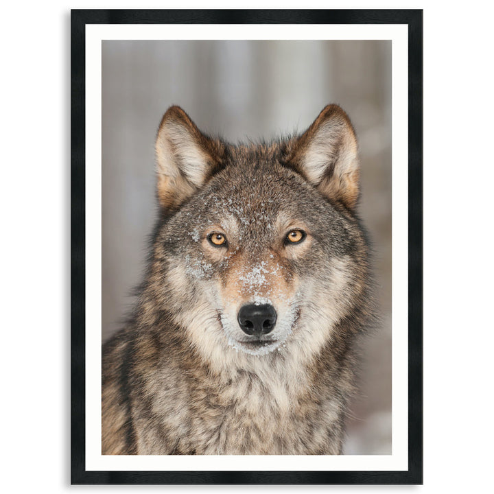 WHISPER III - Framed Print