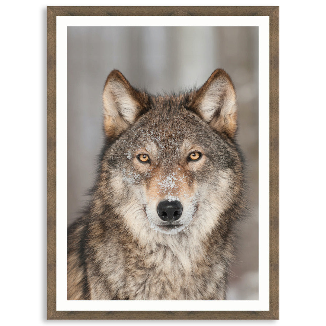WHISPER III - Framed Print