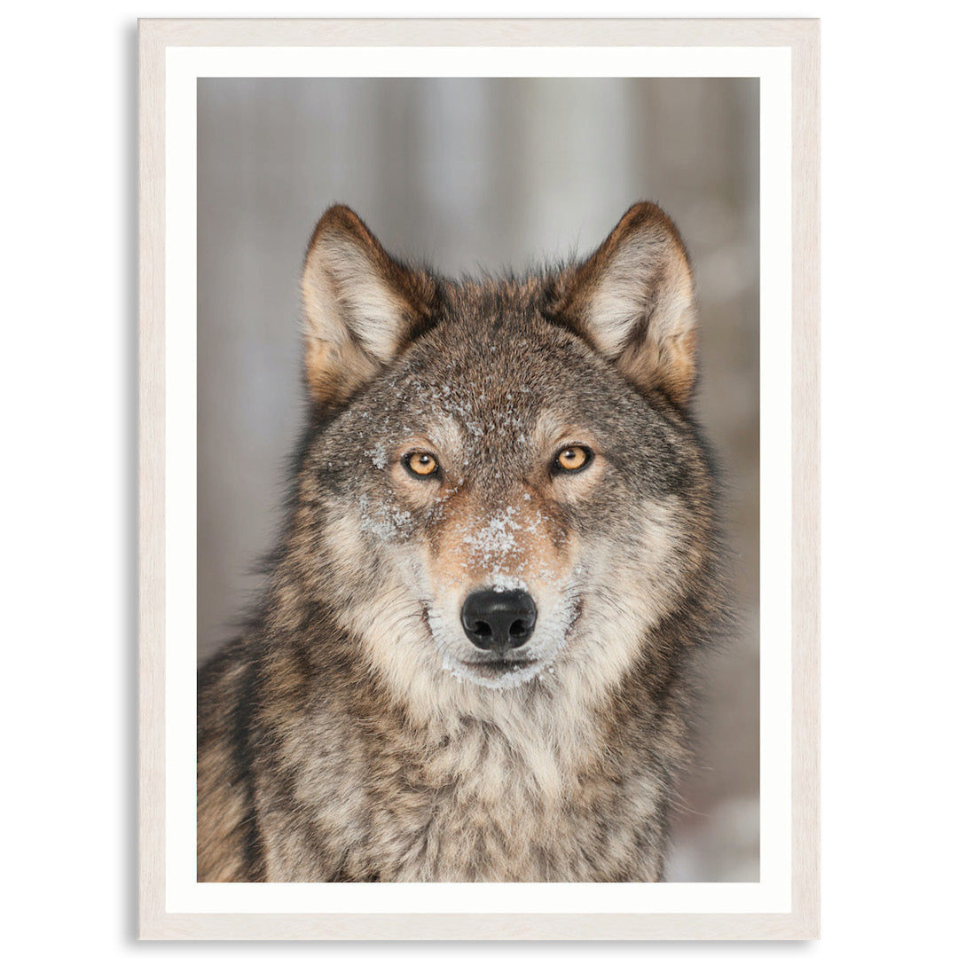 WHISPER III - Framed Print