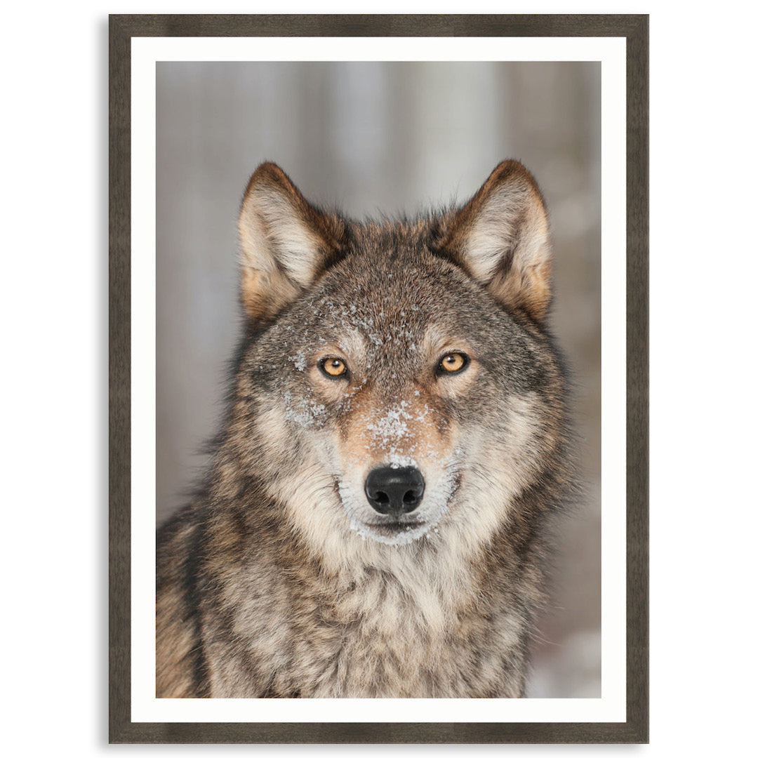 WHISPER III - Framed Print