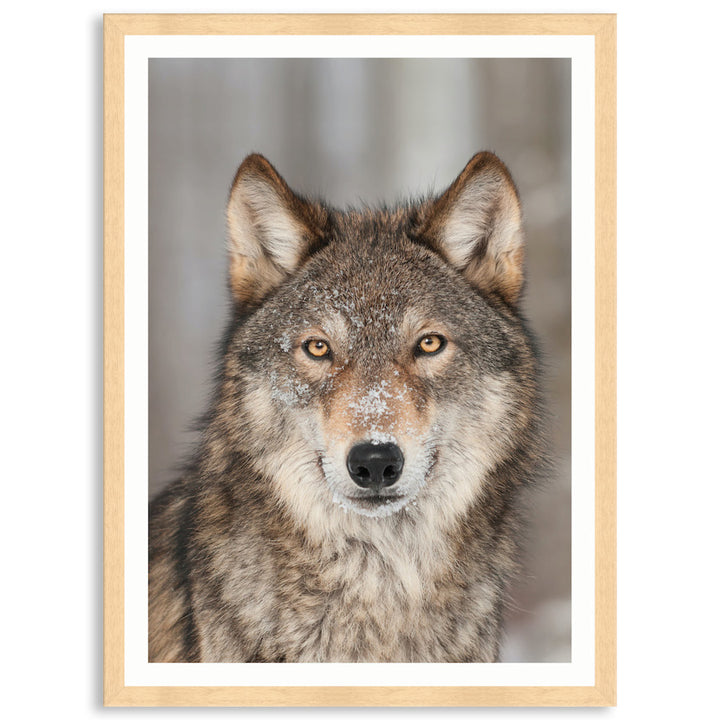 WHISPER III - Framed Print