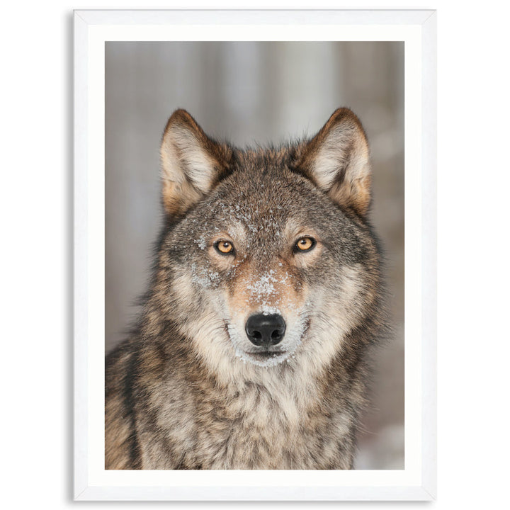 WHISPER III - Framed Print