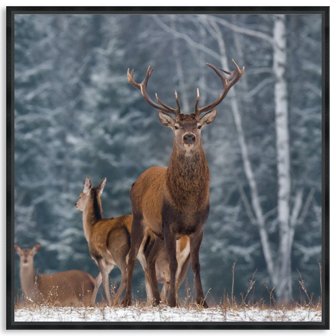 SENTINEL III - Framed Canvas