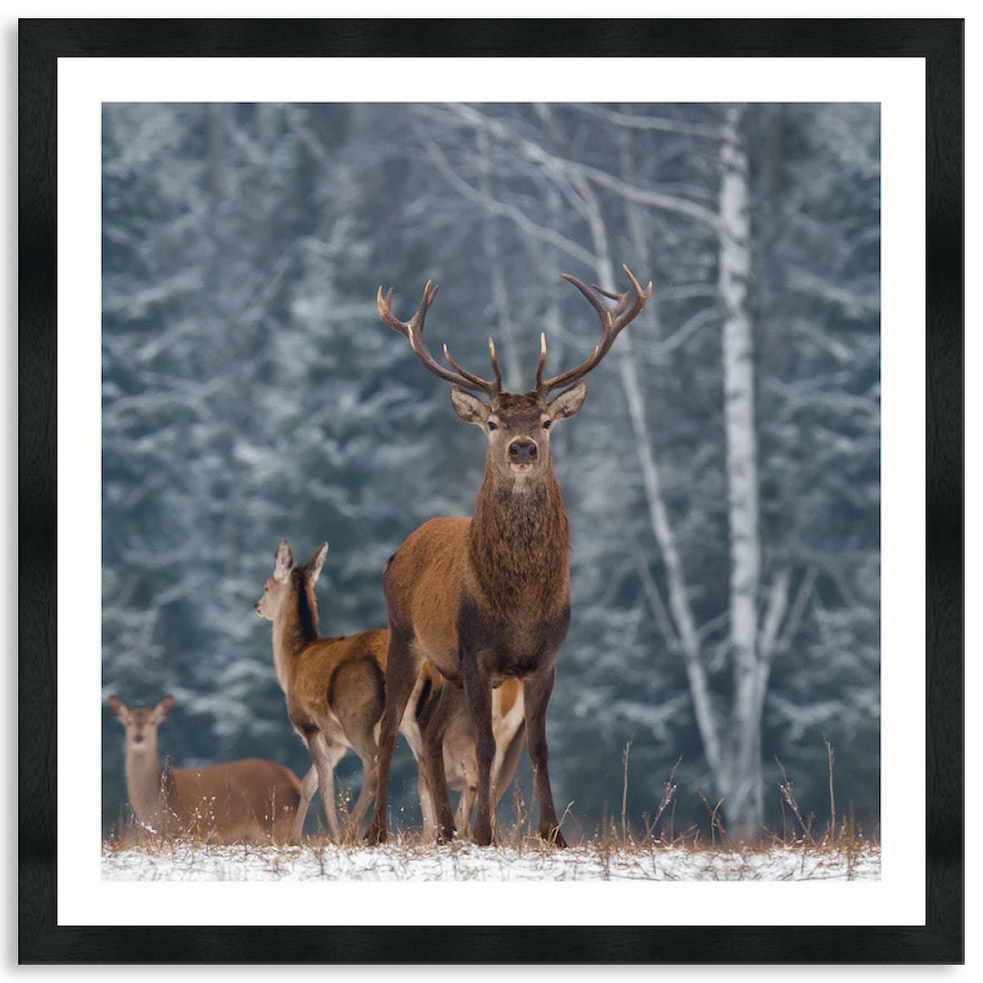 SENTINEL III - Framed Print
