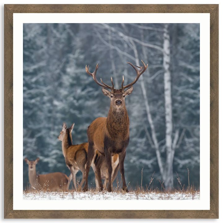 SENTINEL III - Framed Print