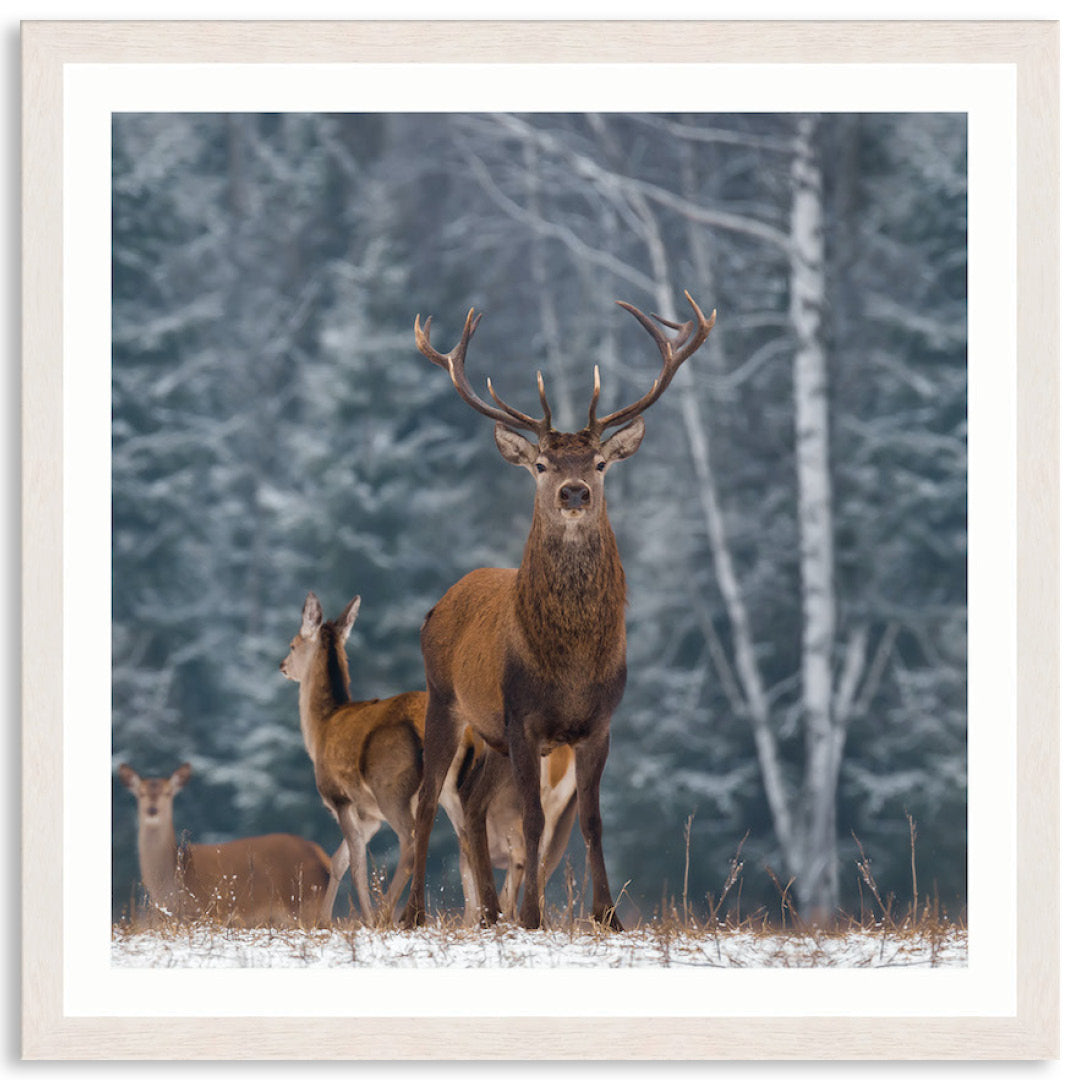 SENTINEL III - Framed Print
