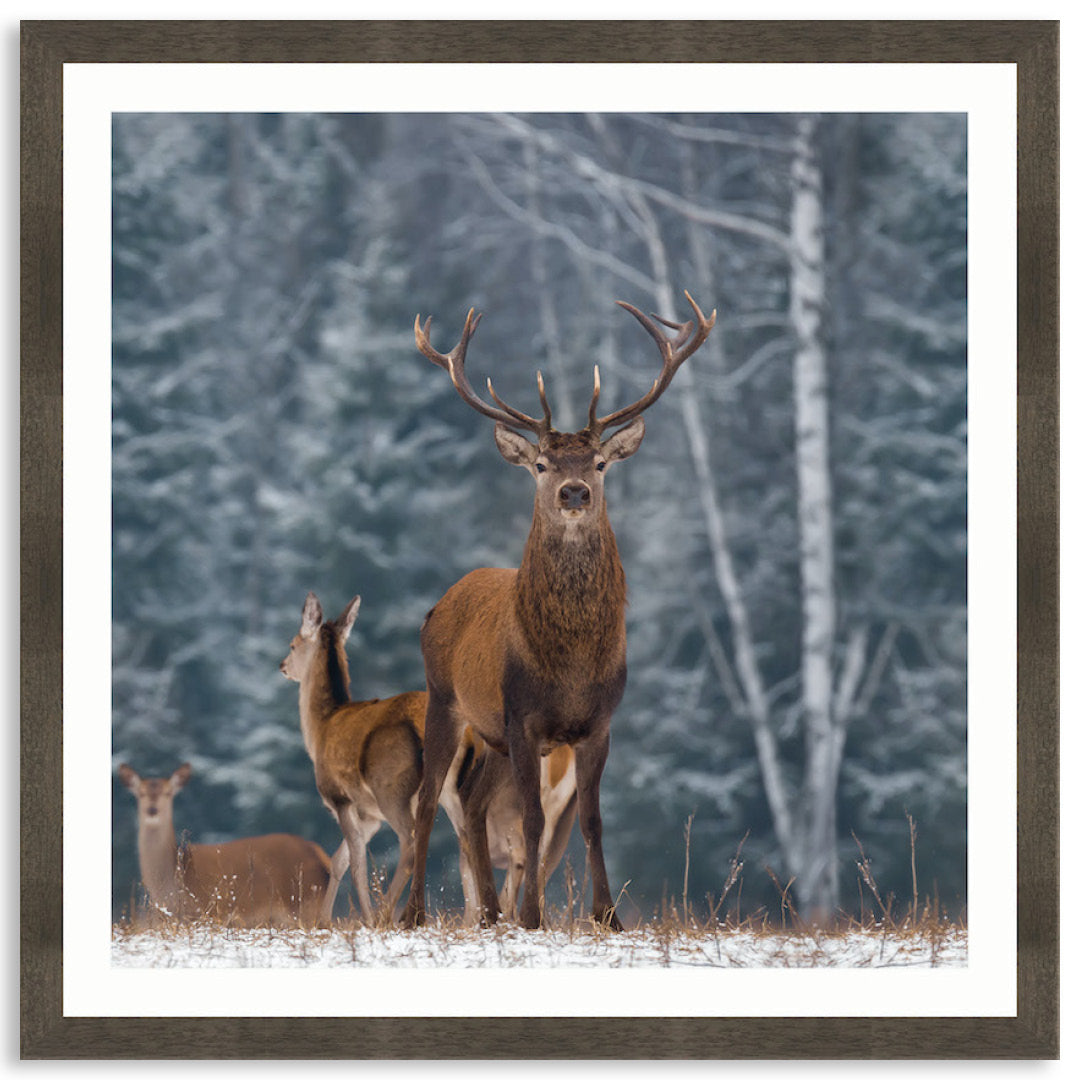 SENTINEL III - Framed Print