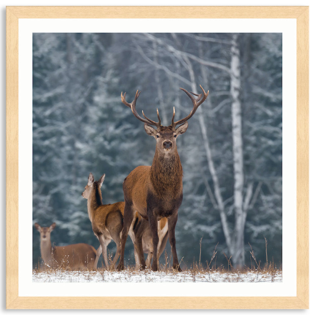 SENTINEL III - Framed Print