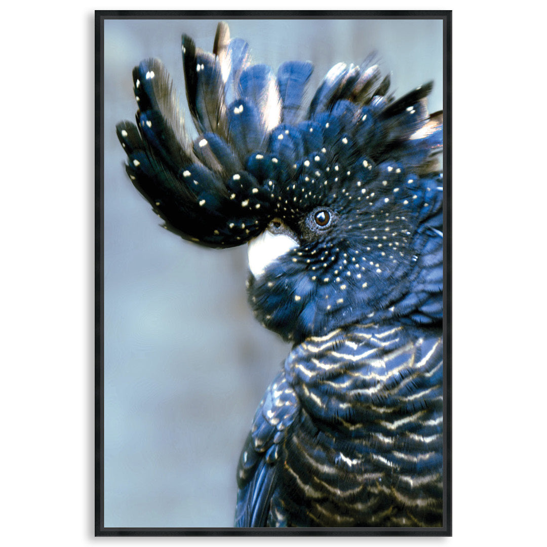 COCKATOO BLACK I - Framed Canvas