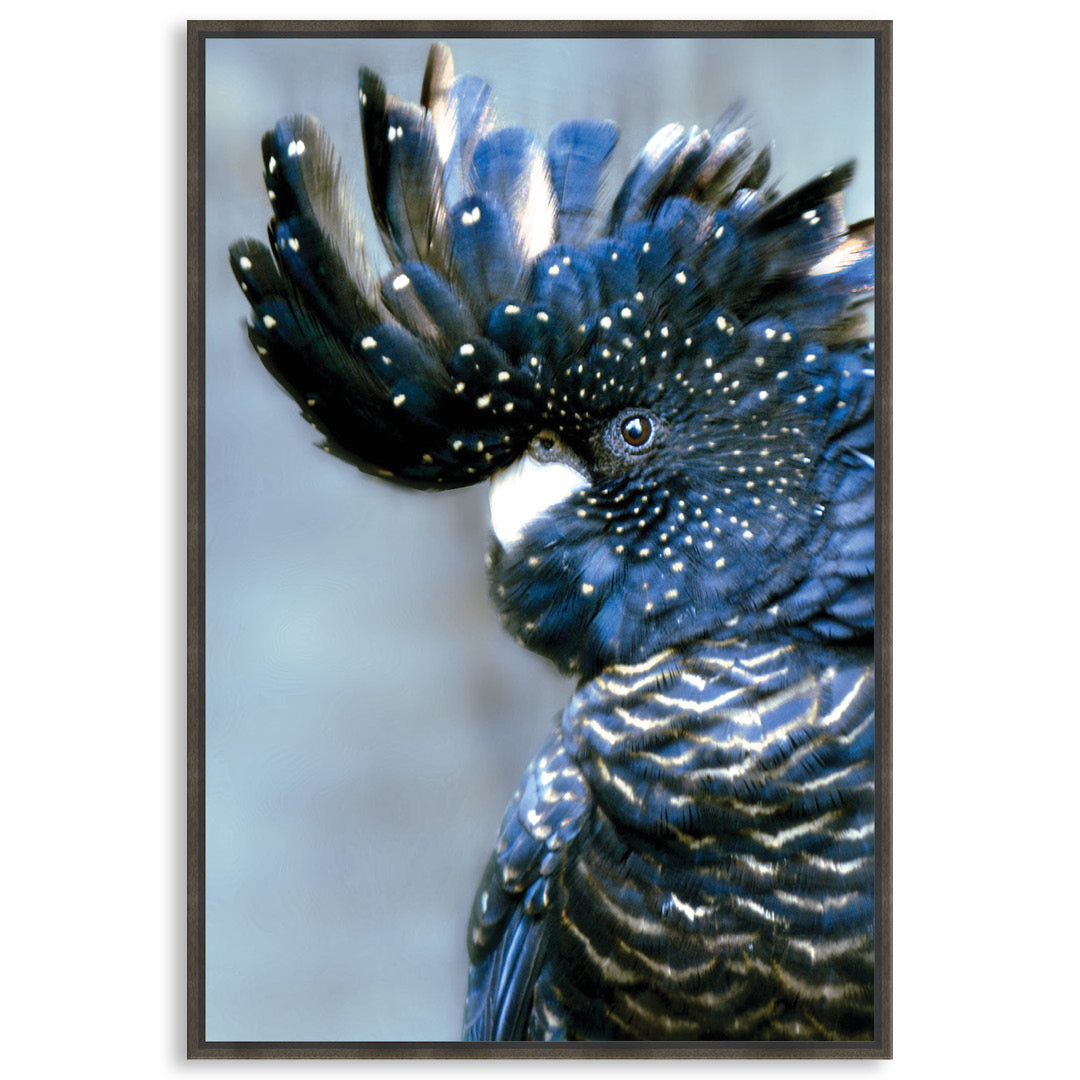 COCKATOO BLACK I - Framed Canvas