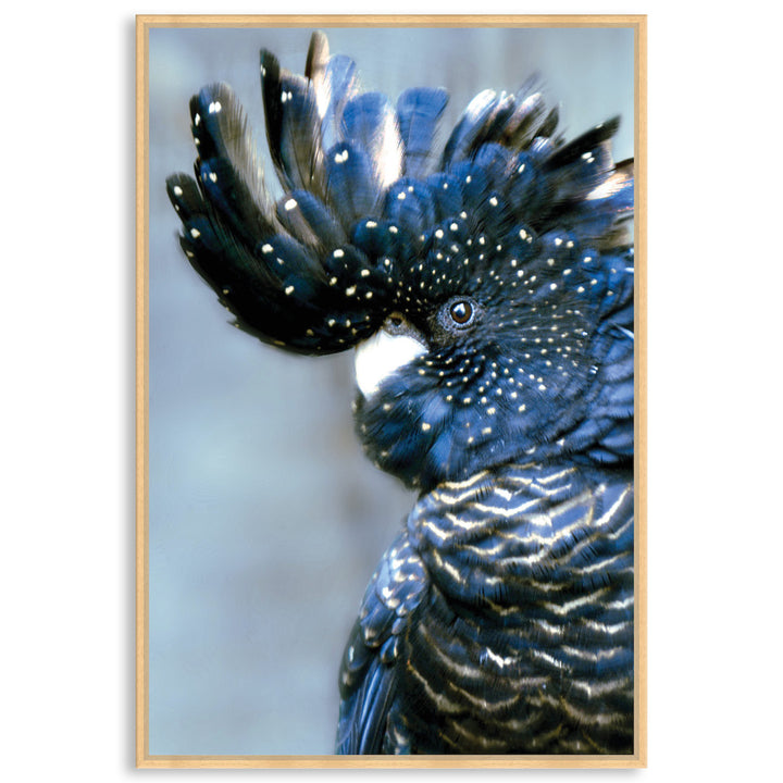 COCKATOO BLACK I - Framed Canvas
