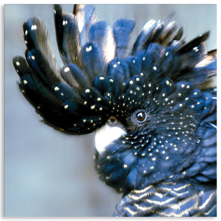 COCKATOO BLACK III - Canvas Print