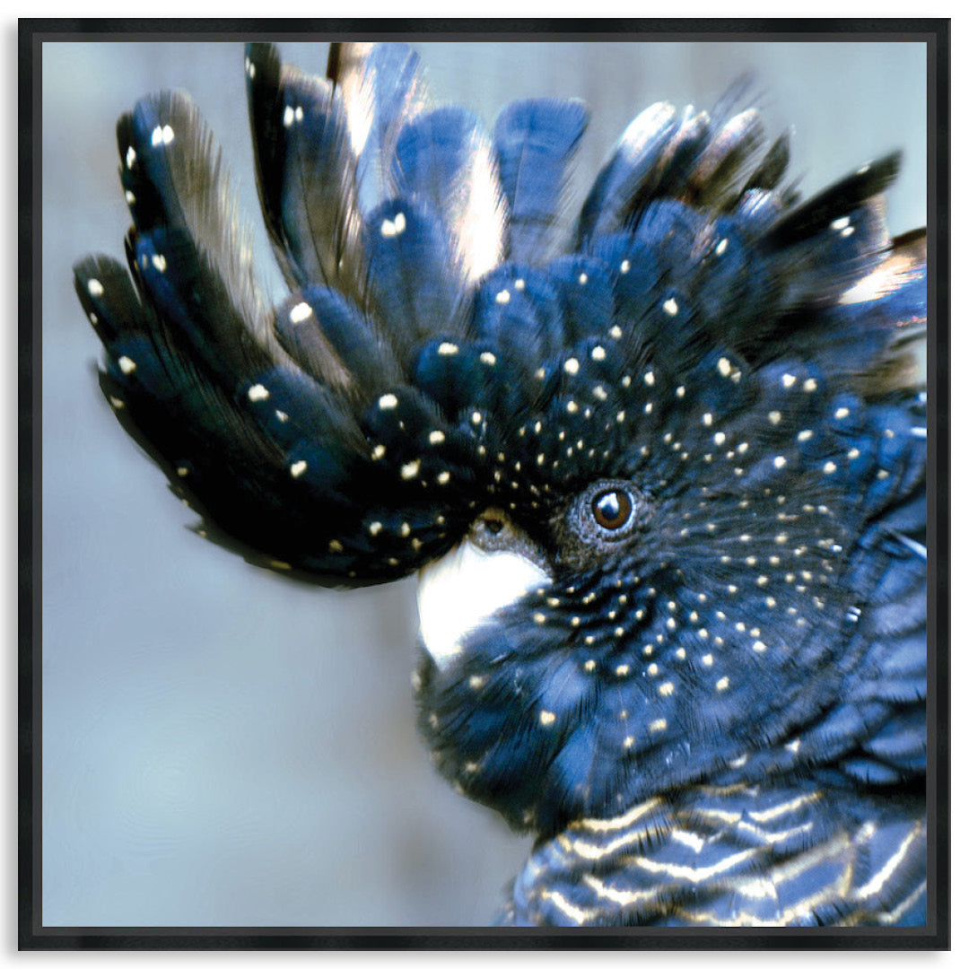 COCKATOO BLACK III - Framed Canvas