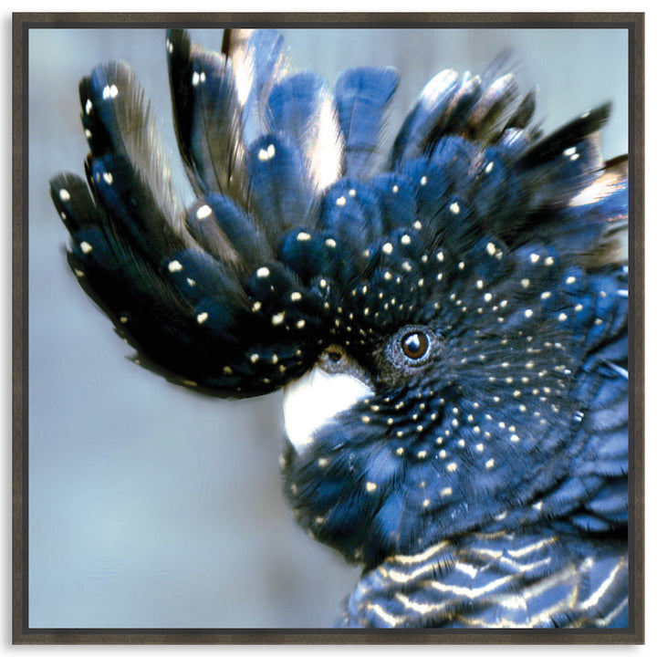 COCKATOO BLACK III - Framed Canvas