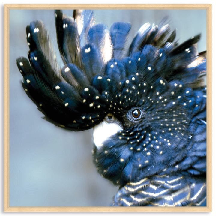 COCKATOO BLACK III - Framed Canvas