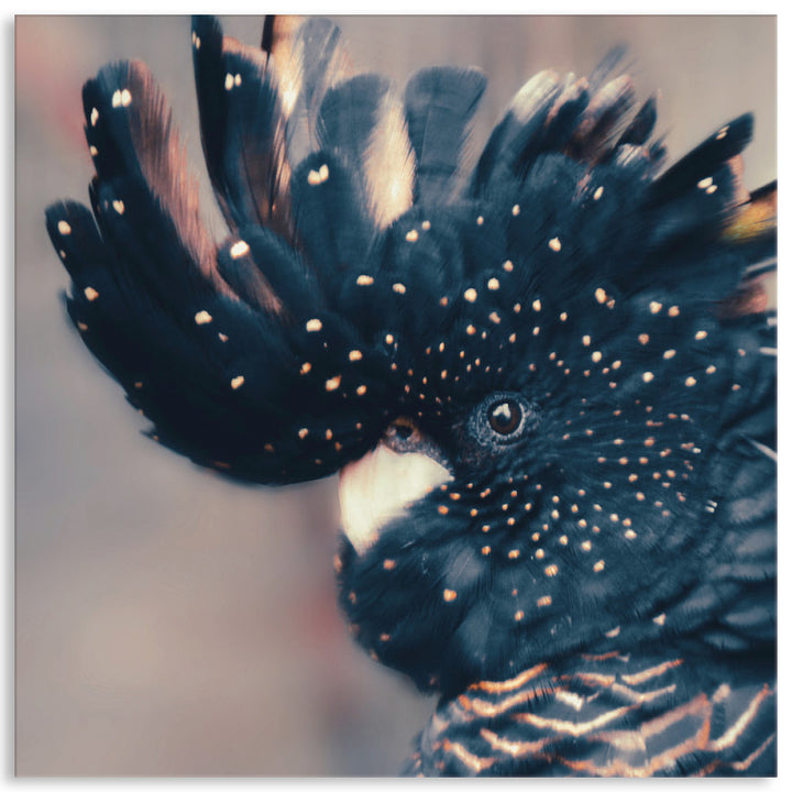 COCKATOO BLACK IV - Canvas Print