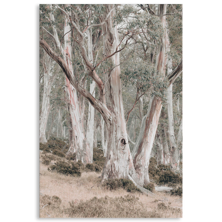 GUM TREES II - Canvas Print