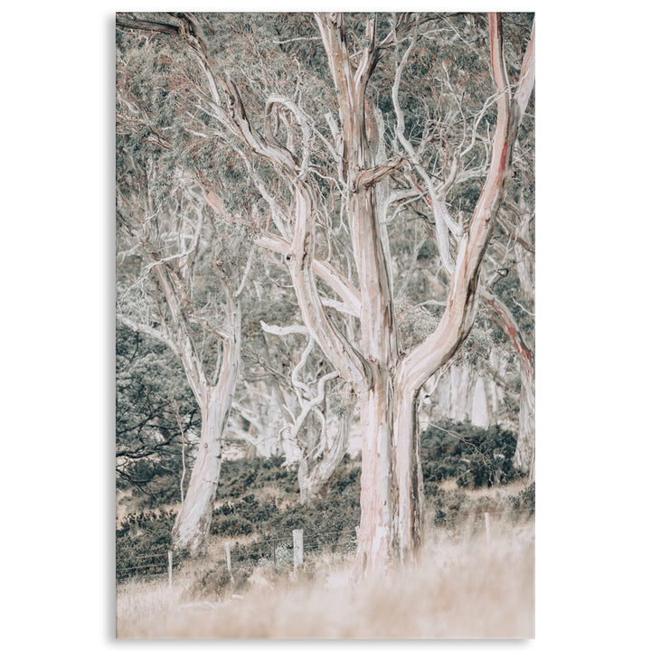 GUM TREES III - Canvas Print