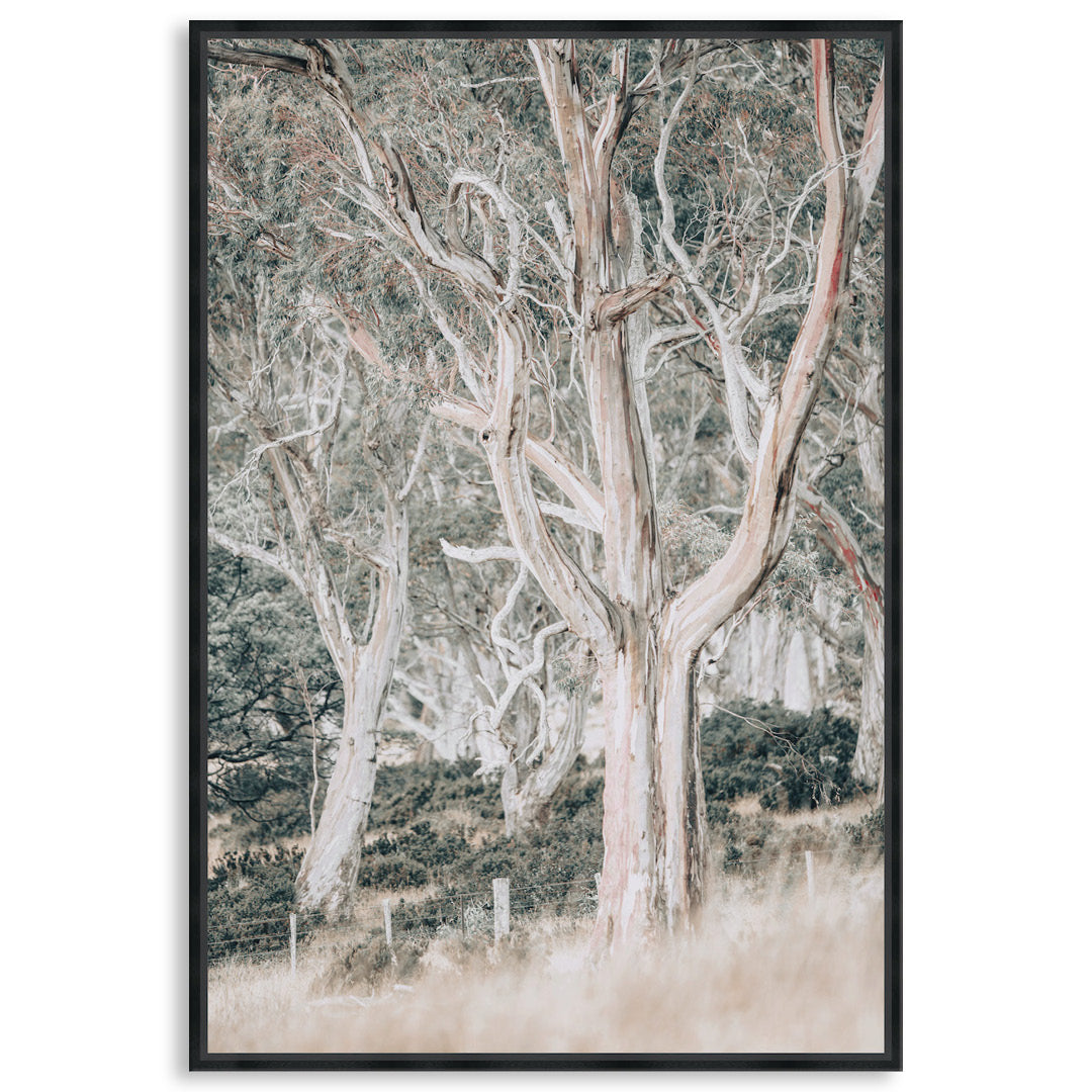 GUM TREES III - Framed Canvas