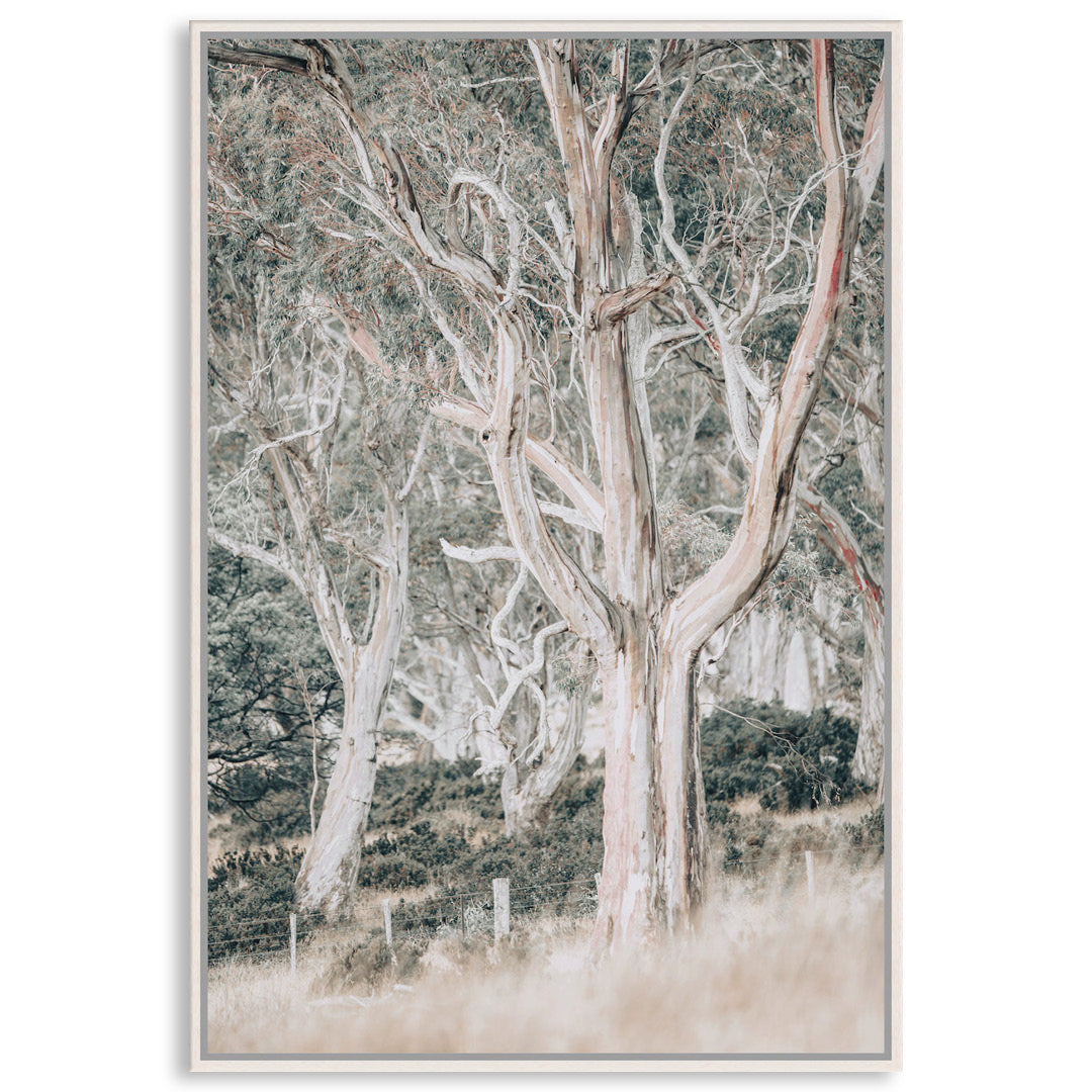 GUM TREES III - Framed Canvas