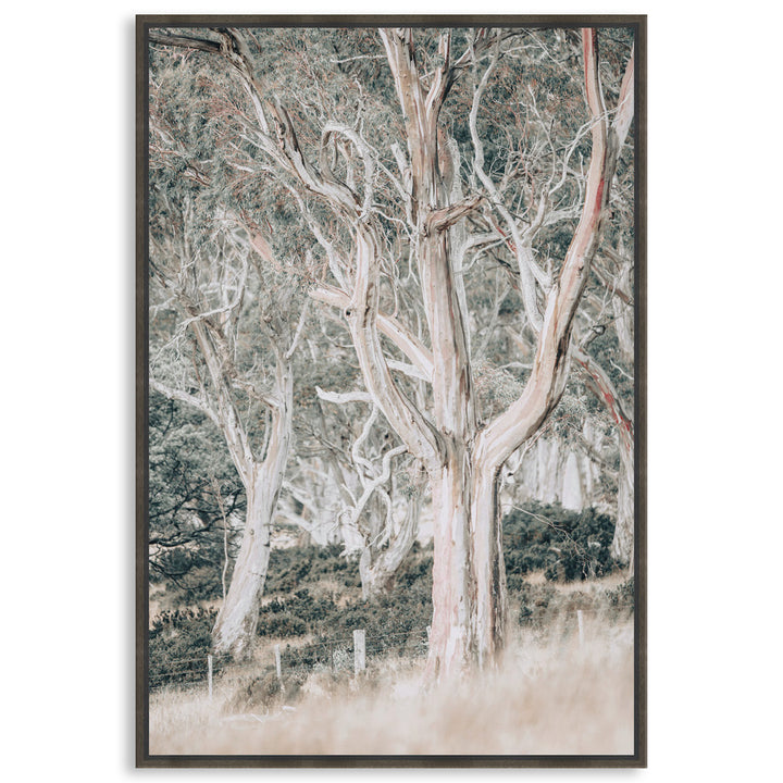GUM TREES III - Framed Canvas