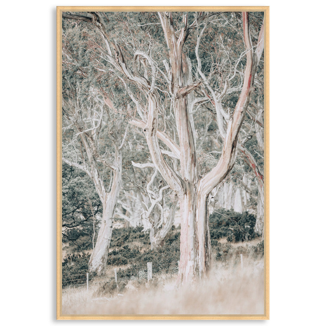 GUM TREES III - Framed Canvas