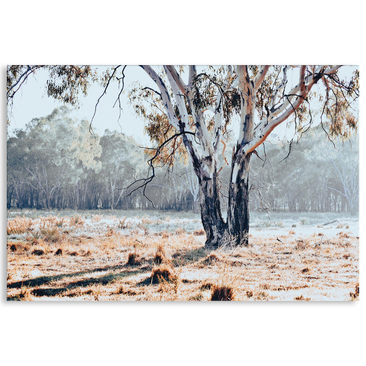 RIVER GUM I - Canvas Print